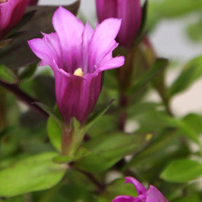 Gentiane Little pinkie - Gentiana little pinkie - Plantes vivaces