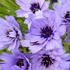 Catananche bleue - Catananche caerulea - Plantes vivaces