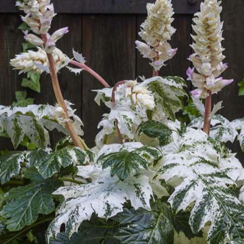 Acanthe de Tasmanie Angel - Acanthus hybride tasmanian angel - Plantes