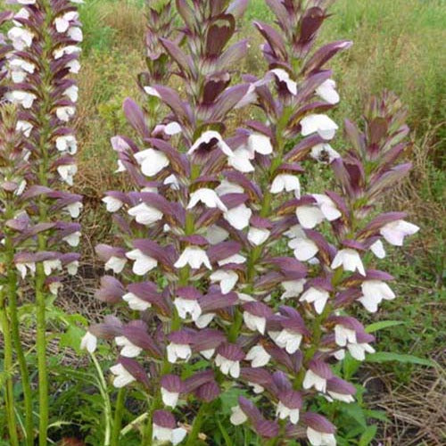 Acanthe de Hongrie White Lips - Acanthus hungaricus white lips - Plantes vivaces