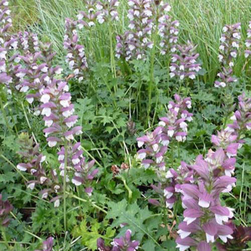 Acanthe Mornings Candle - Acanthus mornings candle - Plantes