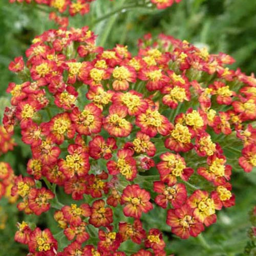 3 Achillées Feuerland - Achillea hybride feuerland - Plantes