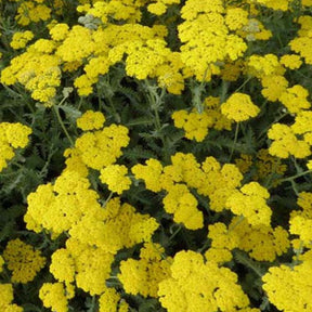 Achillée Moonshine - Achillea hybride moonshine - Plantes