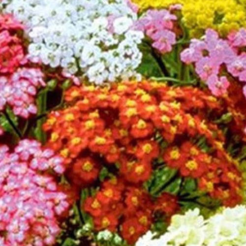 3 Achillées Summer Pastels - Achillea hybride summer pastels - Plantes