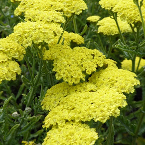 Achillée Taygetea - Achillea hybride taygetea - Plantes