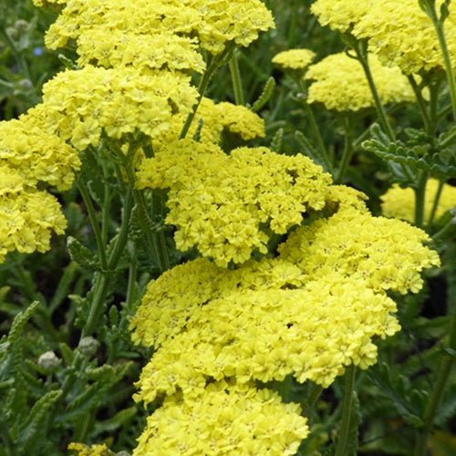 Achillée Taygetea - Achillea hybride taygetea - Plantes