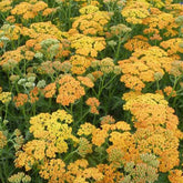 Achillée Terracotta - Achillea hybride terracotta - Plantes