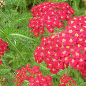 3 Achillées millefeuille Cerise Queen - Achillea millefolium cerise queen - Plantes