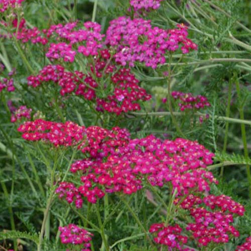 3 Achillées Mondpagode - Achillea hybride mondpagode - Plantes