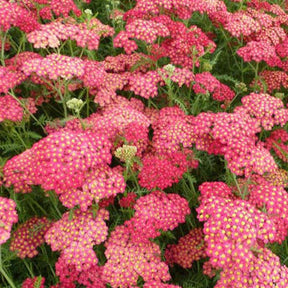 Achillée millefeuille Paprika - Achillea millefolium paprika - Plantes