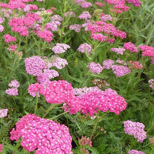 Achillée millefeuille Saucy Seduction - Achillea millefolium saucy seduction - Plantes