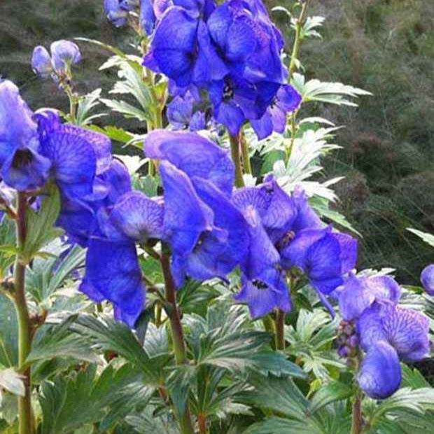 Aconit d'automne Arendsii - Aconitum carmichaelli arendsii - Plantes