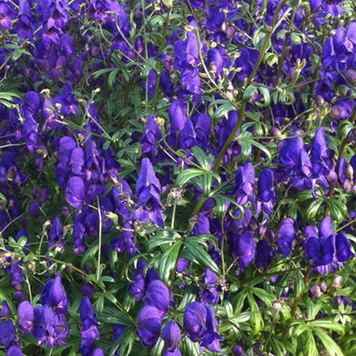 Aconit henryi Spark's Variety - Aconitum henryi sparks variety - Plantes