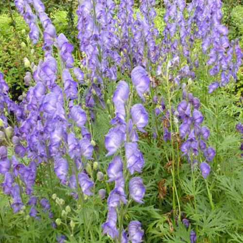 Aconit Casque de Jupiter - Aconitum napellus - Plantes