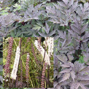 Cierge d'argent Brunette - Actaea simplex brunette - Plantes