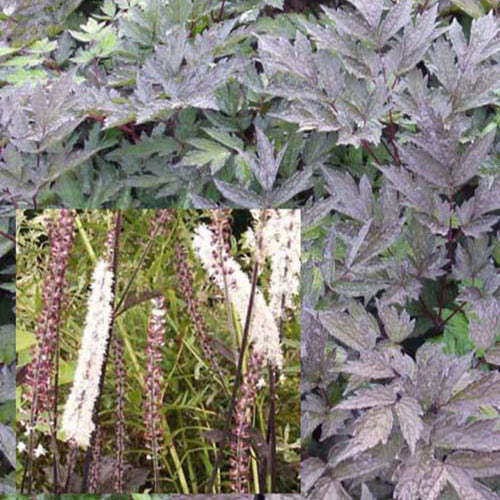 Cierge d'argent Brunette - Actaea simplex brunette - Plantes