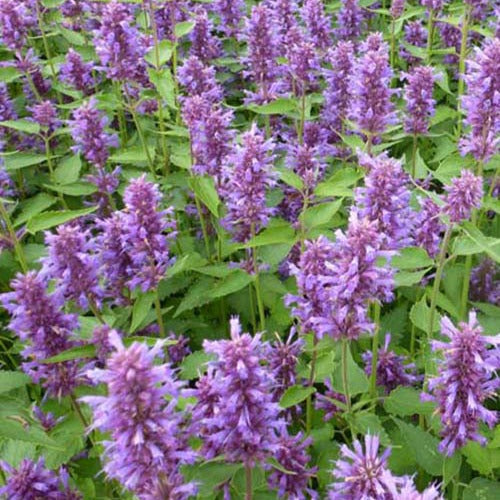 Agastache Blue Boa - Agastache blue boa - Plantes