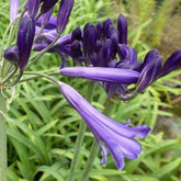 Agapanthe Black Pantha - Agapanthus black pantha - Plantes