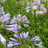 Agapanthe Blue Triumphator - Agapanthus blue triumphator - Plantes