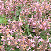 Agastache Kudos Ambrosia - Willemse