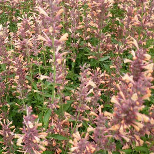 Agastache Kolibri Agastache Colibri - Agastache kolibri - Plantes