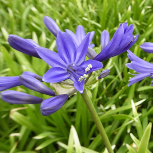 Agapanthe Misty Dawn - Agapanthus misty dawn - Plantes