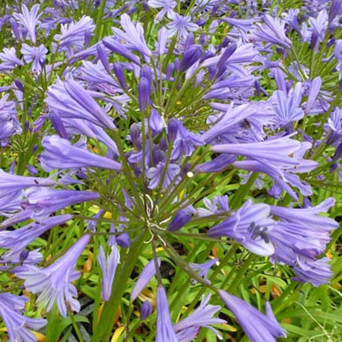 Agapanthe Tornado - Agapanthus tornado - Plantes