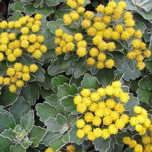 Chrysanthème du Pacifique Bengo Gold - Ajania bellania bengo gold - Plantes