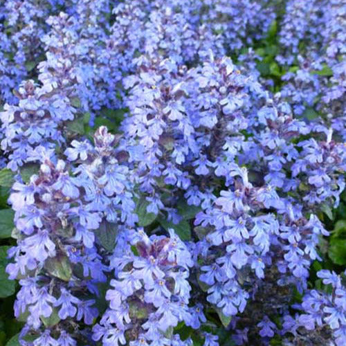 3 Bugle rampantes - Ajuga reptans - Plantes