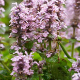 Bugle rampante Rosea - Willemse