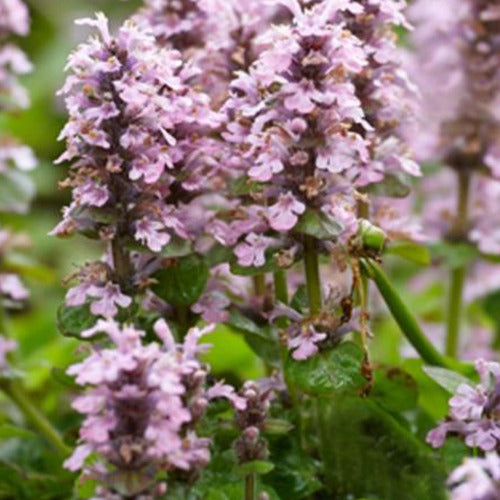 Bugle rampante Rosea - Ajuga reptans rosea - Plantes