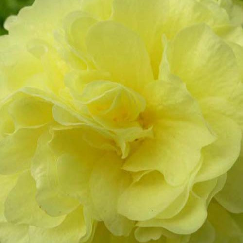 3 Roses trémière double Jaune - Alcea rosea chaters double group yellow - Plantes