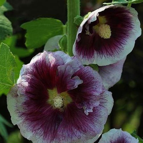 Rose trémière Crème de Cassis - Alcea rosea crème de cassis - Plantes