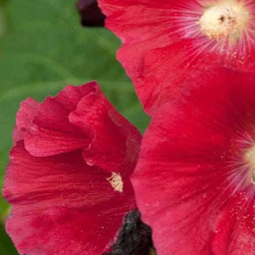 Rose trémière Mars Magic - Alcea rosea mars magic - Plantes