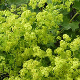 3 Alchemilles vulgaris - Alchemilla vulgaris - Plantes