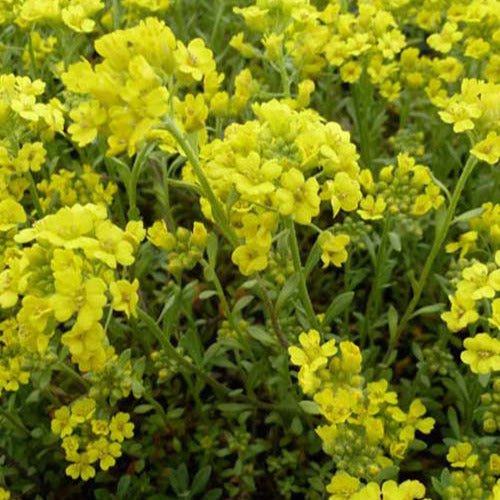 3 Passerages des montagnes Berggold - Alyssum montanum berggold - Plantes