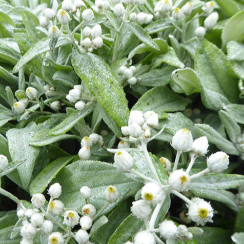 Immortelle de l'Himalaya Silberregen - Anaphalis triplinervis silberregen - Plantes