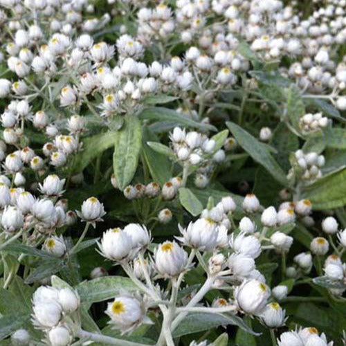 3 Immortelles de l'Himalaya Sommerschnee - Anaphalis triplinervis sommerschnee - Plantes