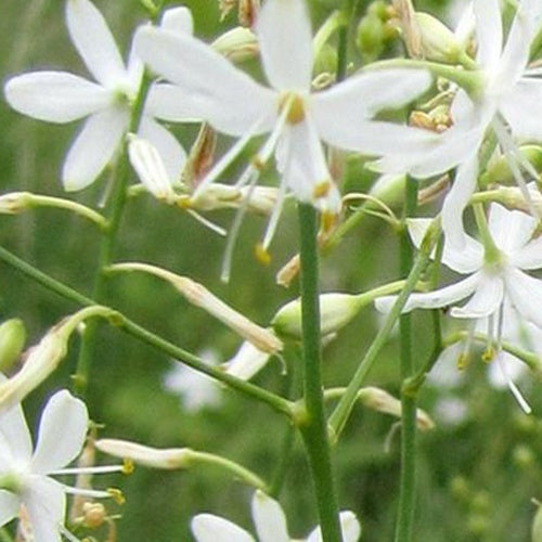 Phalangère rameuse - Anthericum ramosum - Plantes