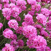 3 Gazons d'Espagne Splendens Perfecta - Armeria maritima rubrifolia - Plantes