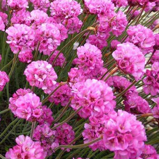 3 Gazons d'Espagne Splendens Perfecta - Armeria maritima rubrifolia - Plantes