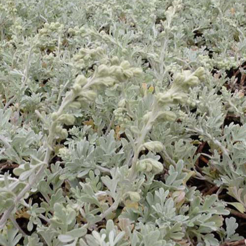 3 Armoises des rivages d'Extrême-Orient Broughton Silver - Artemisia stelleriana boughton silver - Plantes