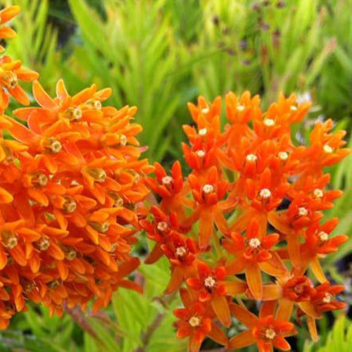 Asclépiade tubéreuse - Asclepia tuberosa - Plantes