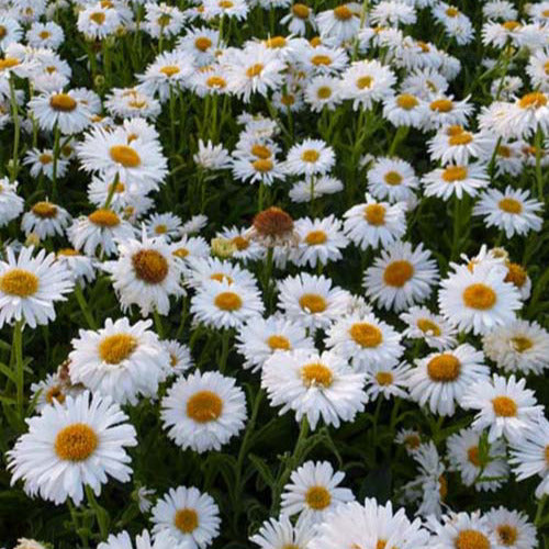 3 Asters des Alpes Albus - Aster alpinus albus - Plantes