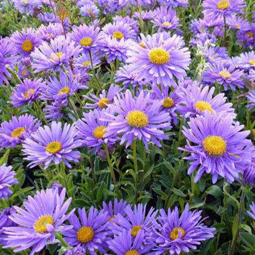 3 Asters des Alpes Dunkle Schöne - Aster alpinus dunkle schöne - Plantes