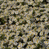 3 Astères nains d'automne Starshine - Aster ageratoides starshine - Plantes