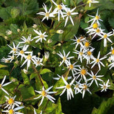 3 Astères à feuilles en cœur Silver Spray - Aster cordifolius silver spray - Plantes