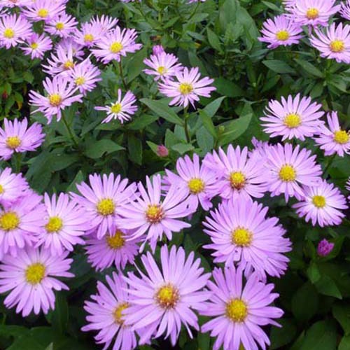 3 Astères nains Herbstgruss vom Bresrhof - Aster dumosus herbstgruss vom bresserhof - Plantes