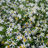 3 Astères divariqués - Aster divaricatus - Plantes