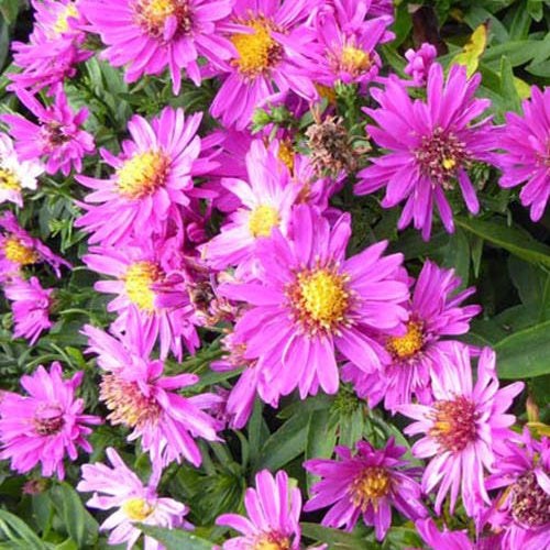 3 Astères nains Starlight - Aster novi-belgii starlight - Plantes